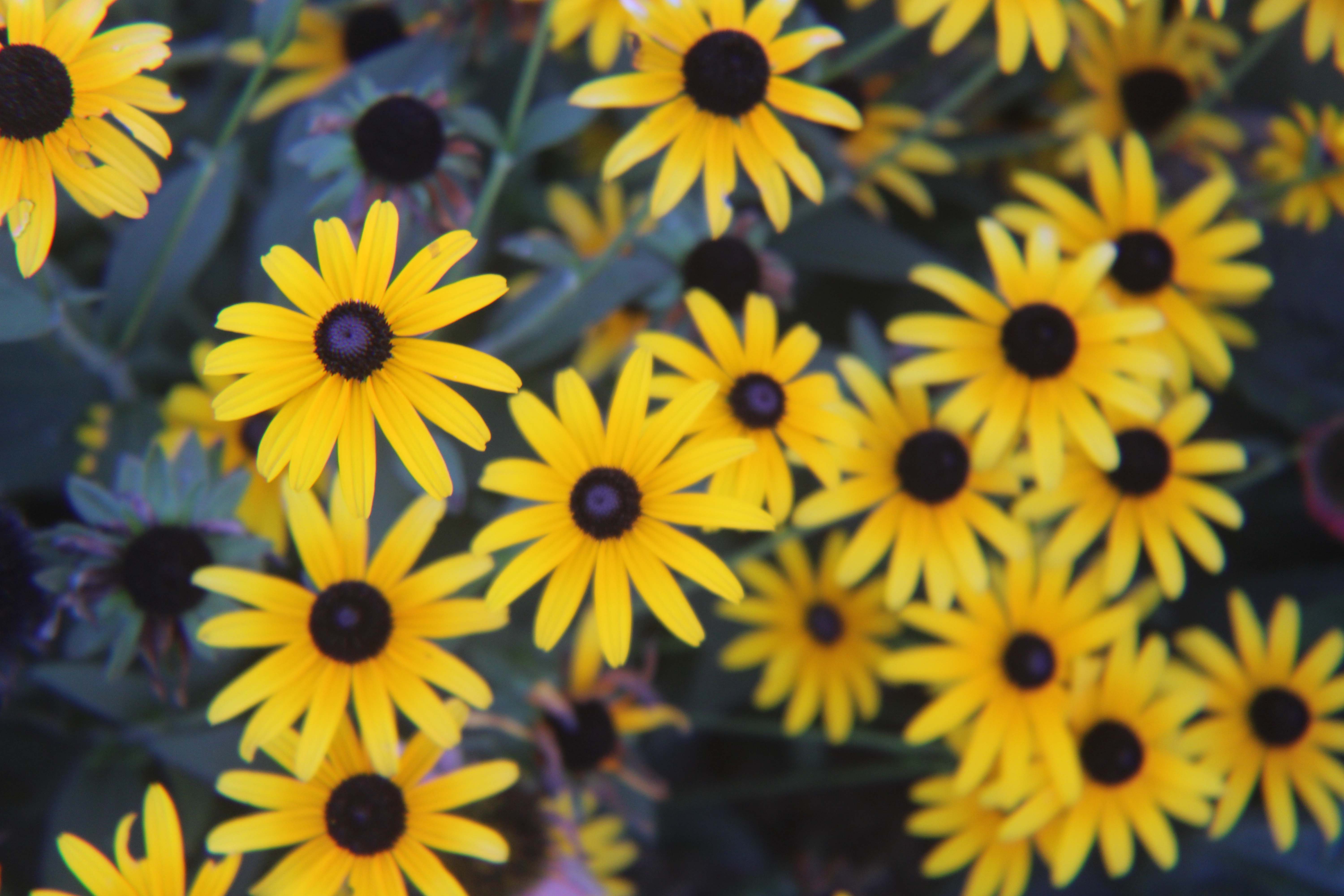 Yellow lazy susans